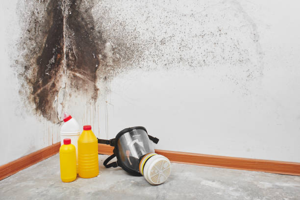Best Black Mold Removal  in Windy Hills, KY