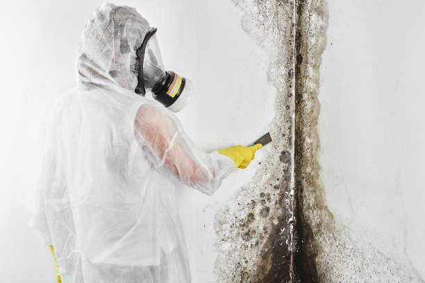 Best Attic Mold Removal  in Windy Hills, KY