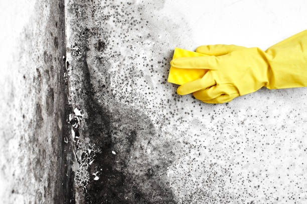 Best Crawl Space Mold Removal  in Windy Hills, KY