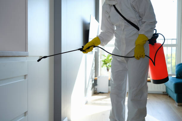 Best Home Mold Removal  in Windy Hills, KY