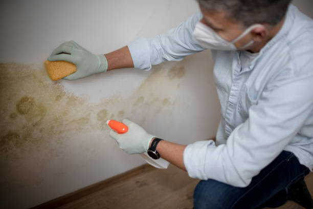 Crawl Space Mold Removal in Windy Hills, KY