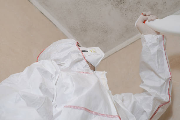 Best Home Mold Removal  in Windy Hills, KY