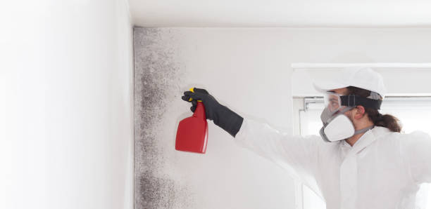 Best Emergency Mold Removal  in Windy Hills, KY