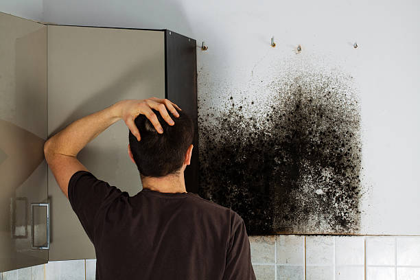 Best Certified Mold Removal  in Windy Hills, KY
