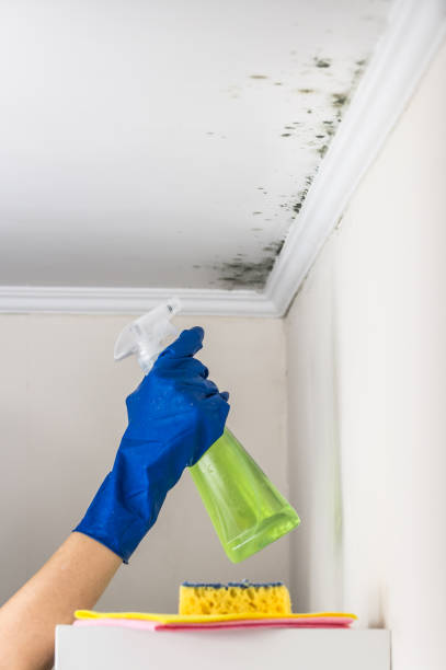 Best Office Mold Removal Services  in Windy Hills, KY